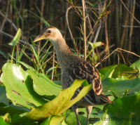 Gongneungcheon Stream